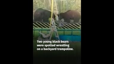 Two young black bears spotted wrestling on a backyard trampoline