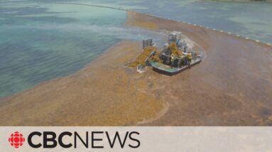 Giant algae blob off Florida coast could carry arsenic, harmful bacteria