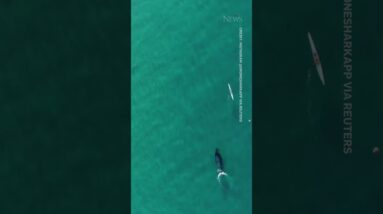 Incredible drone video shows whale follow kayaker in Australia #shorts