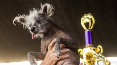 Meet Scooter, this year's 'world's ugliest dog'