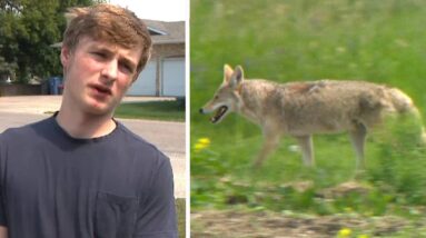 This Winnipeg teen saved a boy being mauled by a coyote