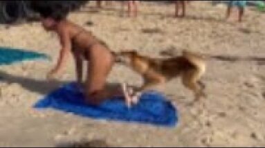 WARNING | Dingo bites tourist on Australia's Frasier Island