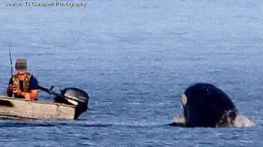 Boater captured getting too close to orcas off coast of British Columbia