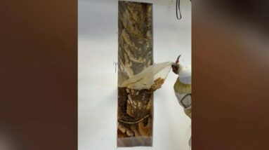 Up to 70,000 bees hidden in garage wall at one Alberta home