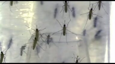 Two cases of West Nile virus confirmed in Toronto | Should you be concerned?