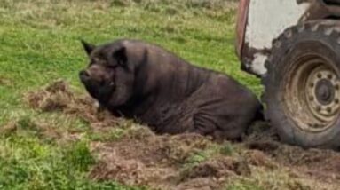 'Just a miracle' | Poomba the pig survives wildfire in West Kelowna, British Columbia