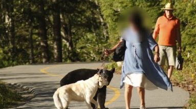 Dog walker 'ignored' warning not to approach black bear, says B.C. photographer