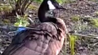Montreal woman saves a Canada goose who was found with a 15-inch arrow in its wing