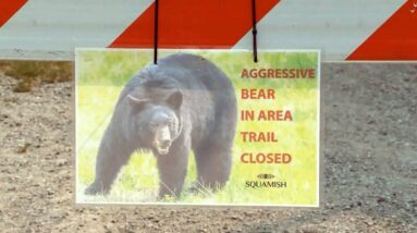 Black bear who attacked hiker in British Columbia put down