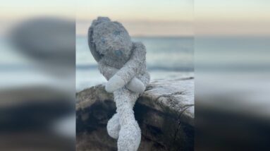 Lost stuffy found on a British Columbia beach reunited with owner in Australia