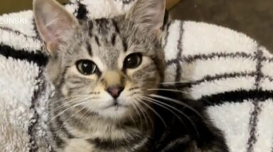 Kitten rescued after being found in engine during oil change in Saskatchewan