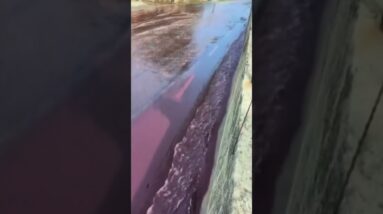 2 million litres of red wine flows down street in Levira, Portugal