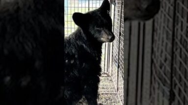 Injured bear cub rescued from B.C. wildfires #shorts
