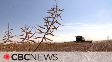The grim reality of farming and drought in Alberta