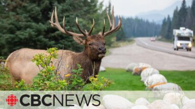 Why you should steer clear of amorous elk