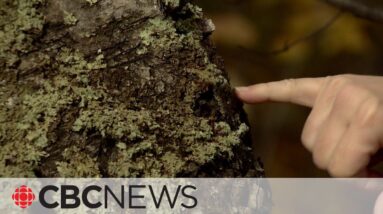 What local lichen can tell you about the air quality in your neighbourhood