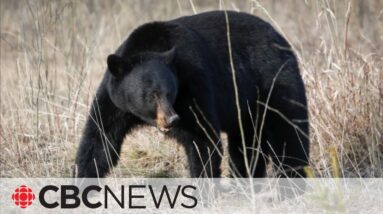 Alberta Parks issues warnings after bear encounters west of Calgary