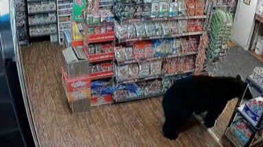 Bear strolls store in British Columbia before leaving with gummy bears
