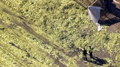 Celery stalks cover Highway 400 in Ontario after truck rollover