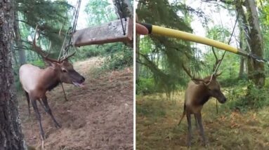 Deputies save agitated bull elk tangled in tree swing