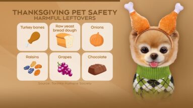 Here are some tips to keep your pet safe this Thanksgiving