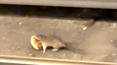 Rat steals donut from NYC subway and shares with friend