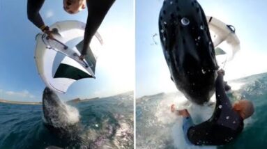 WATCH: Humpback whale collides with windsurfer in Australia