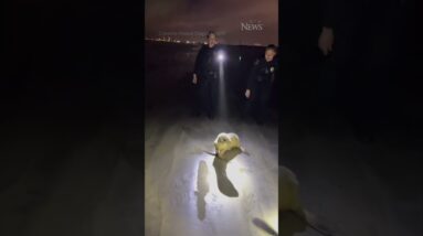 Baby sea lion rescued from road doesn't want to go back in the water