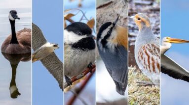 City of Regina is on the hunt for an official bird