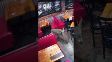 Deer smashes through restaurant window