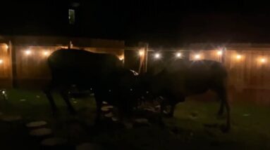 "Like a hurricane": Moose fight destroys women's yard