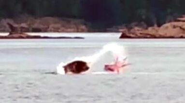 Sea lion and octopus battle in British Columbia | CAUGHT ON CAM