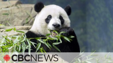 U.S. National Zoo's beloved pandas leave for China today