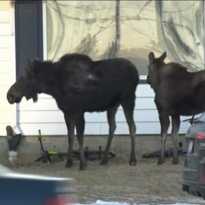 Family of three moose spotted on Edmonton lawn