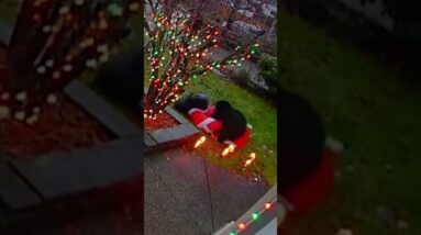 Santa has a deflating encounter with a black bear