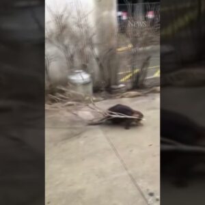 Beaver spotted roaming in downtown Toronto