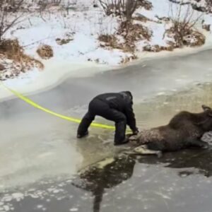 Couple helps rescue young moose stuck on thin ice in New Brunswick