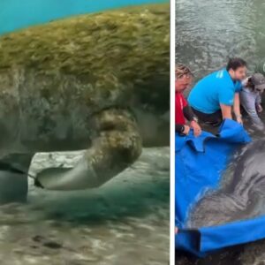 Manatee returns to wild after being caught in fish hook