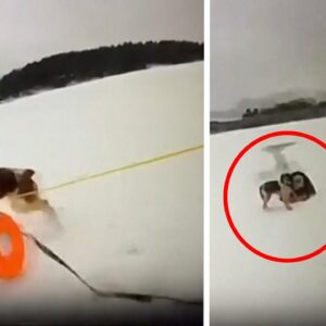 Speedy dog helps rescue owner who fell through icy lake