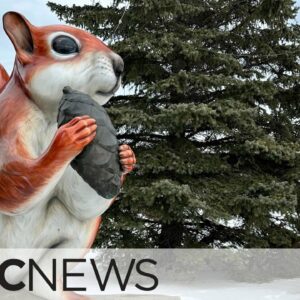 People are nuts about this giant squirrel in Alberta