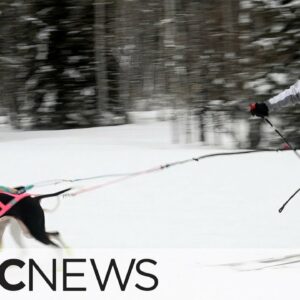 Skijoring is a treat for dog lovers and the sport is growing