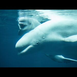 17 Beluga whales have now died at Marineland since 2019