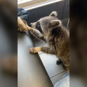 WATCH: Raccoon strolls around McDonalds in Toronto | 'What are you doing here?'