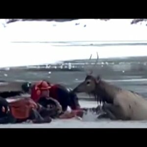 Daring elk rescue: Chainsaw used to cut through Bow River in Banff