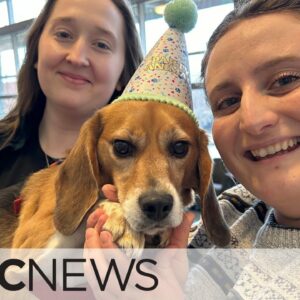 Dog days are over as these 'teaching beagles' retire