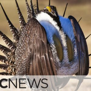 Endangered sage grouse could soon vanish from Canada