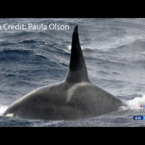 New species of orca may be in B.C. waters