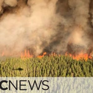 Green Party calls for provincewide forest fire plan ahead of wildfire season