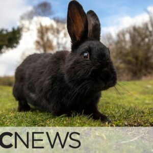 Advocates in B.C. want you to think twice about adopting a pet rabbit. Here's why