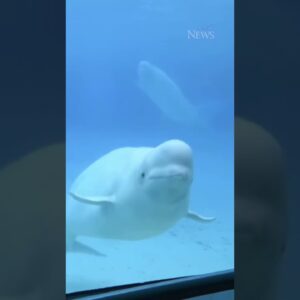 Two belugas dead at Marineland; death toll since 2019 reaches 17